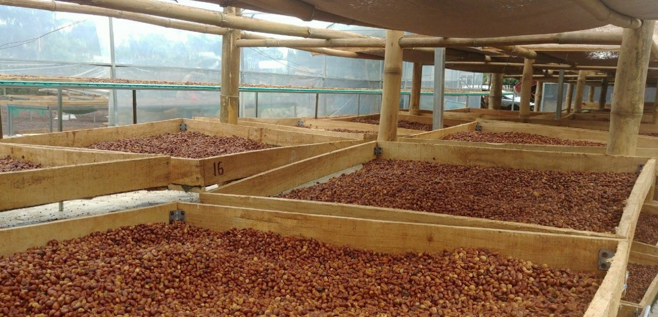 Cà phê Arabica Cầu Đất, 100% cafe mộc rang xay, có thể pha phin và pha máy - 500g hạt,bột | Work Coffee