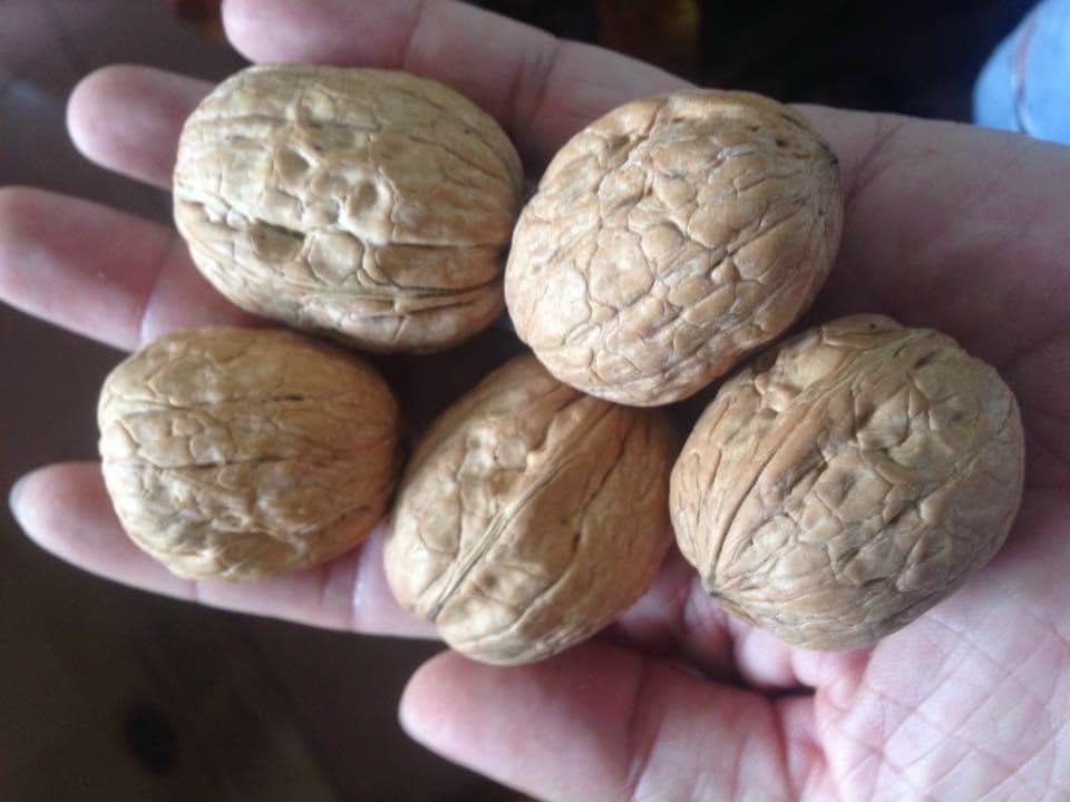 QUẢ ÓC CHÓ VÀNG CHANDLER (MỸ) 500G CUNG CẤP OMEGA3