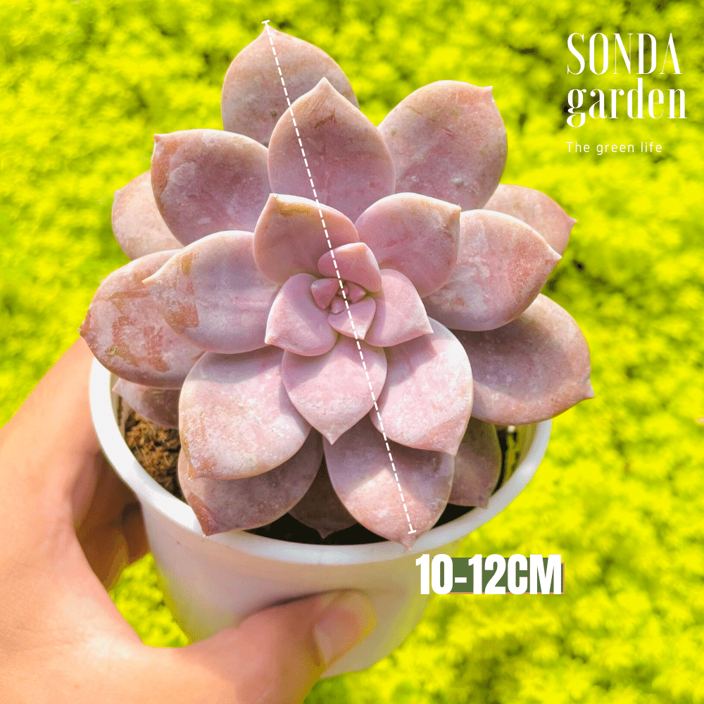 SEN ĐÁ HỒNG MẬP SIZE TRUNG BÌNH KHOẺ ĐẸP LỖI 1 ĐỔI 1