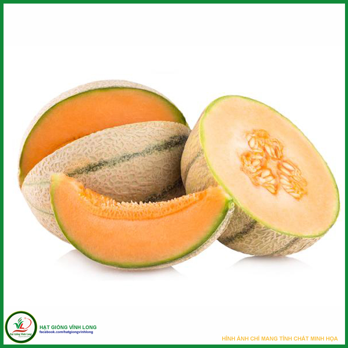 Hạt giống Dưa lê sọc Honey Melon 330 - 1g
