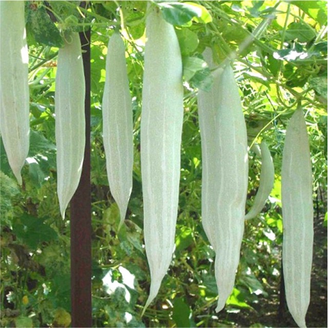 Hạt giống Khổ qua Tây TN - 70