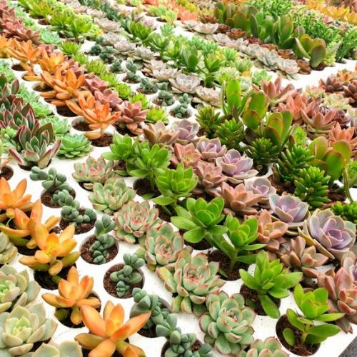 cây hoa đá , sen đá [ gửi một cây ngẫu nhiên ]