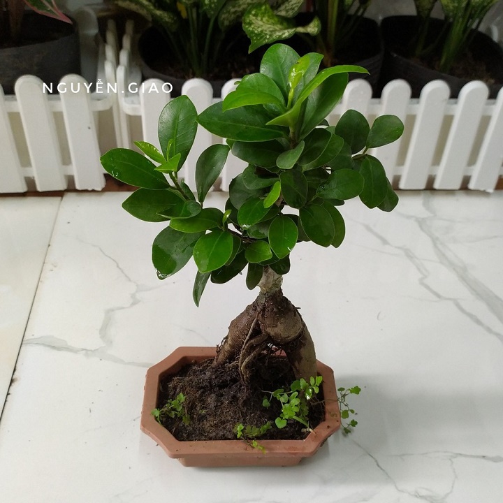 CÂY SANH LÙN NHẬT BON SAI (SZE LỚN)