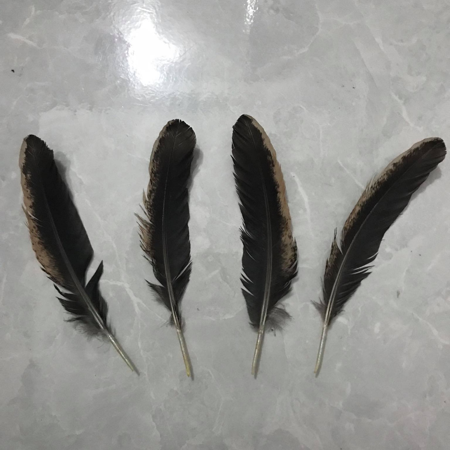 Lông gà thông điếu 10 lông sạch đẹp