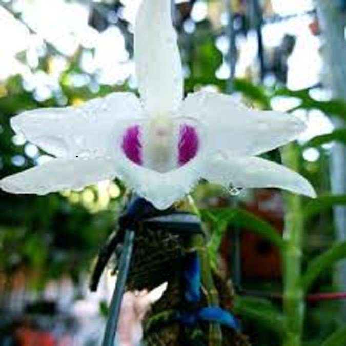 [Học Viện Nông Nghiệp I ] phi điệp(giả hạc) 5 cánh trắng 5ct phú thọ