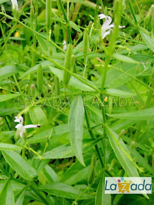 1GR 700.HẠT Hạt Giống Xuyên Tâm Liên (| B20*W50)