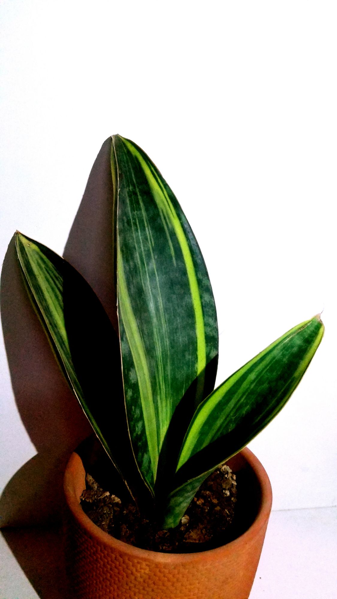 Lưỡi hổ Mason's Congo Var 3 lá size lá 27cm