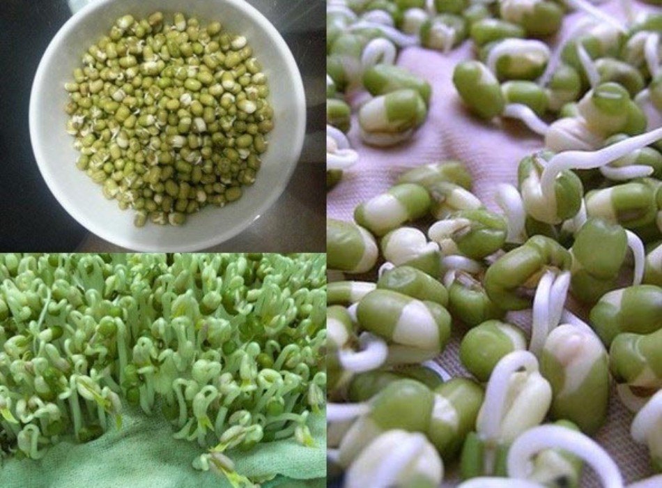 [HCM]Đậu Xanh Làm Giá Đỗ 1Kg - Đậu sạch