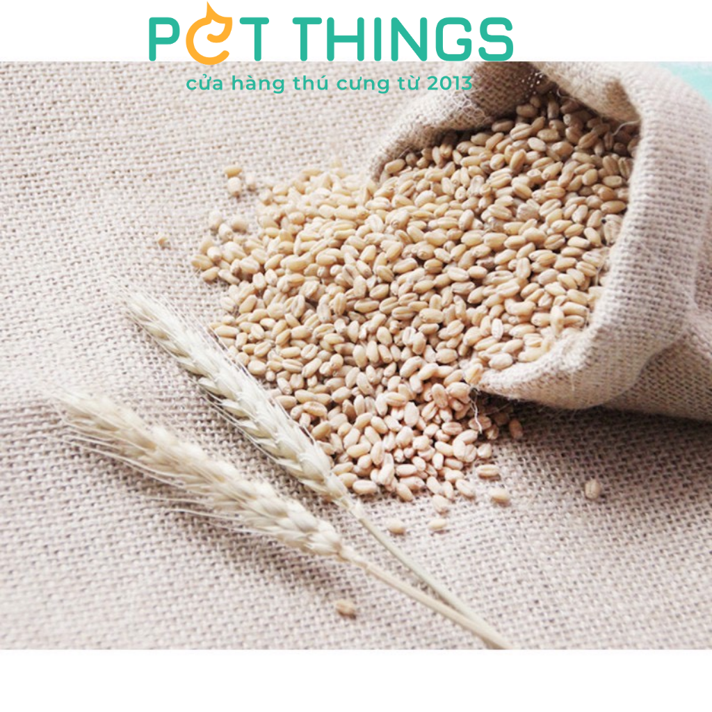 WHEATGRASS SEED FOR CAT