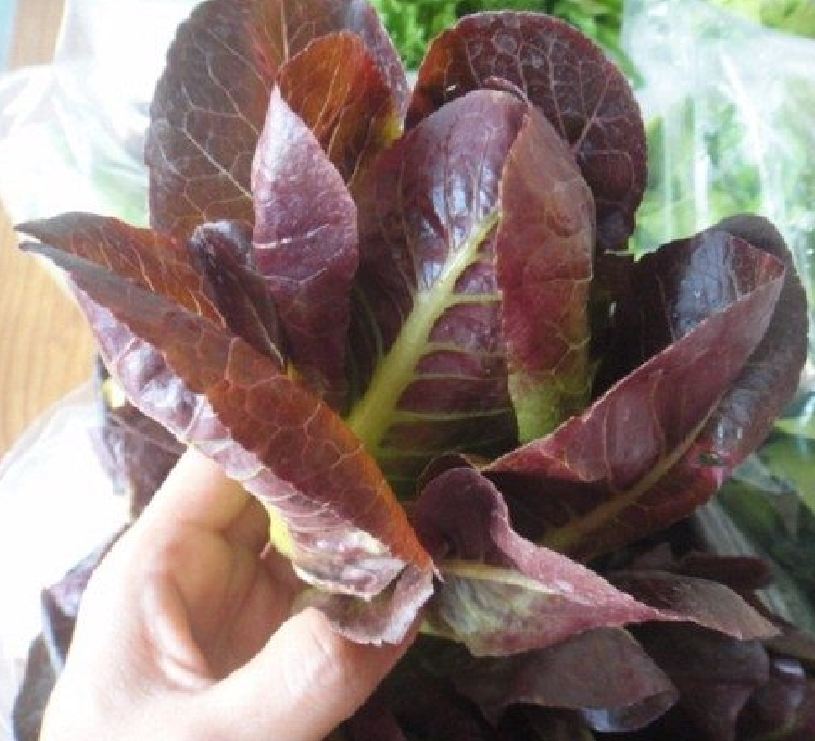 Hạt giống xà lách romaine đỏ - gói 0,2gr ( 140 hạt)