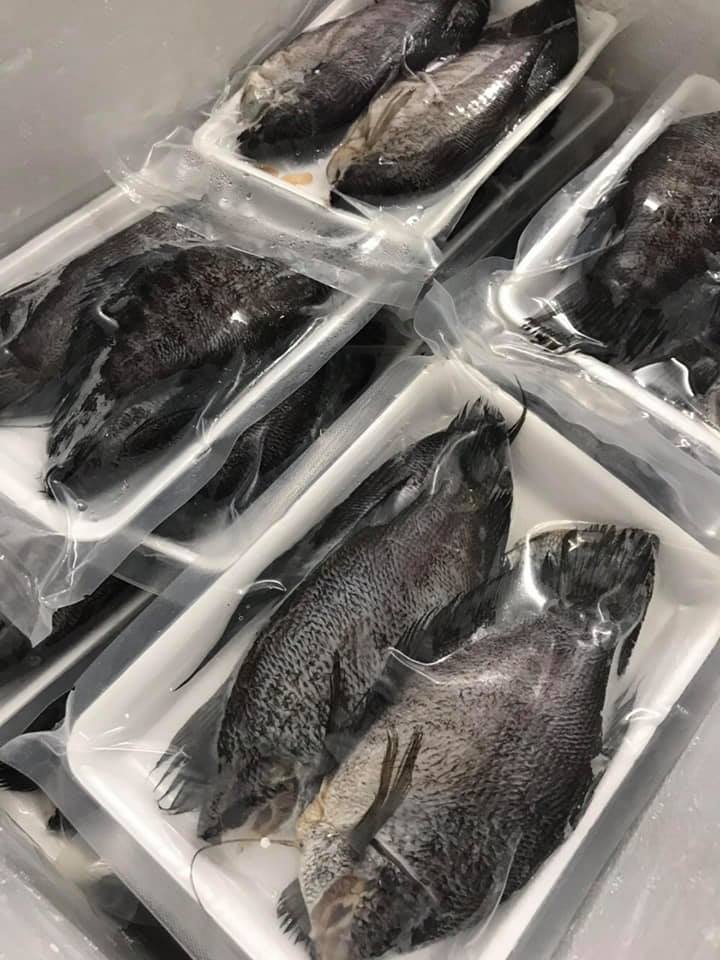 [HCM]CÁ SẶC BỔI KHÔNG TRỨNG 1 NẮNG