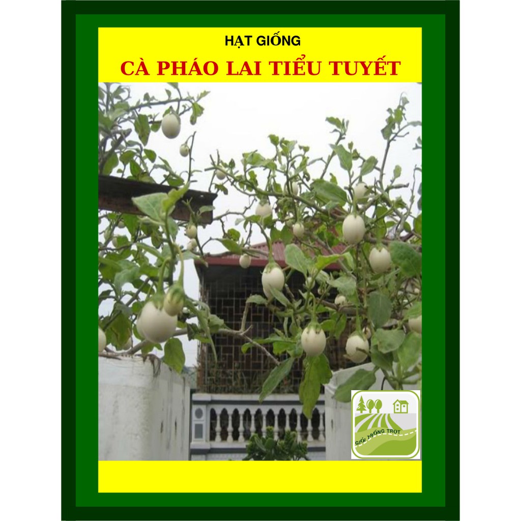 1G - Hạt Giống Cà Pháo Lai Tiểu Tuyết