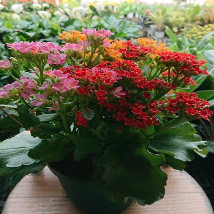 Cây sống đời ( hoa bỏng cánh kép đủ màu)