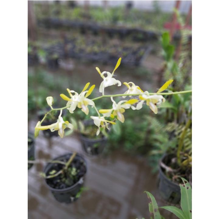 [HCM]cây lan denro nắng [ cây trưởng thành ]