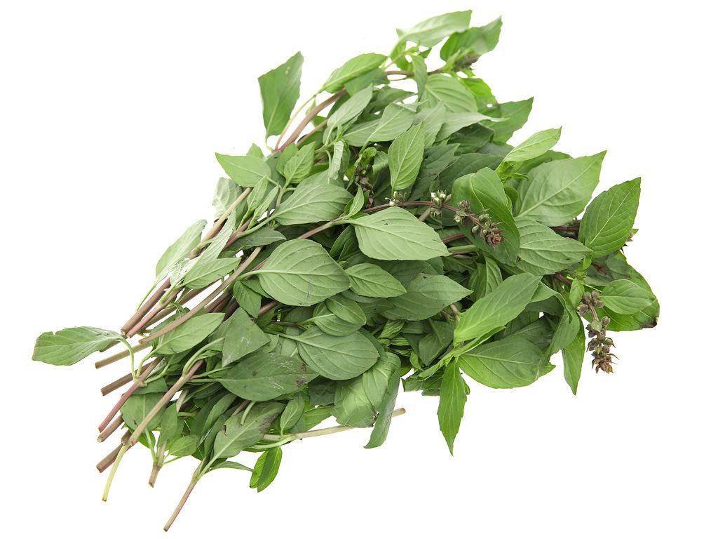 Hạt giống húng quế