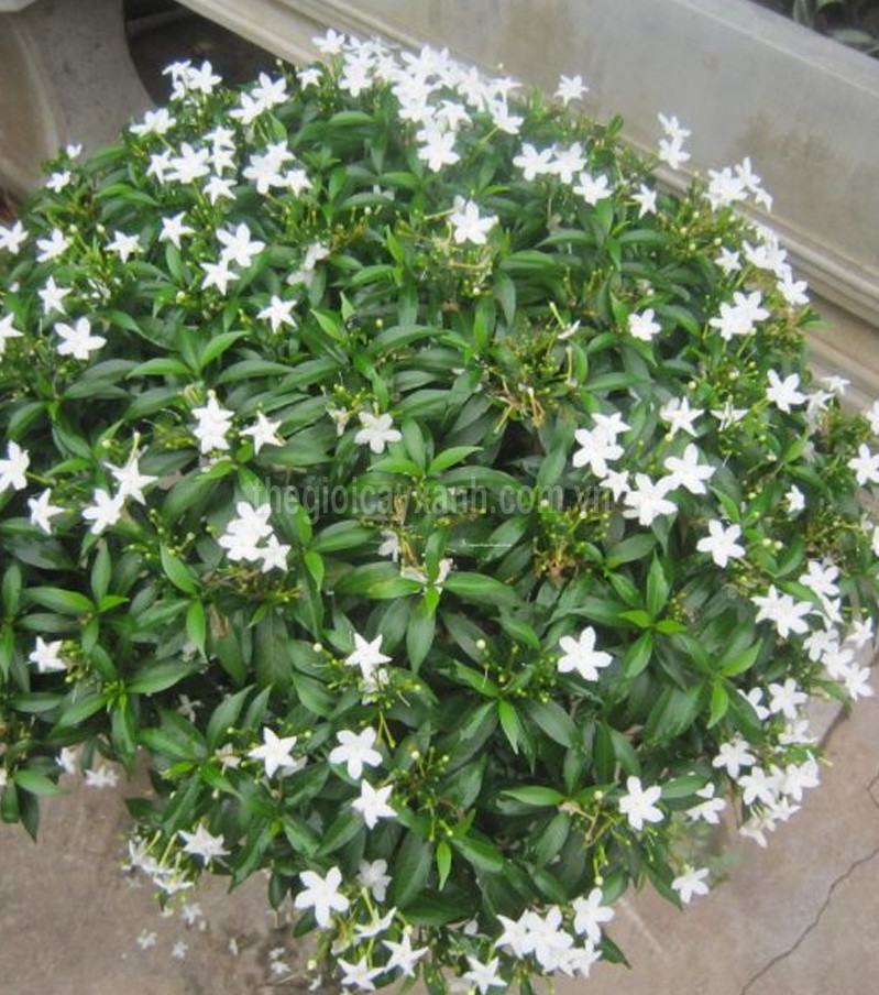 COMBO 3 BẦU CÂY GIỐNG MAI VẠN PHÚC( CÂY MAI TIỂU THƯ)