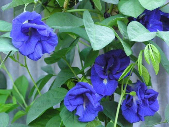 Gói 10 Hạt giống hoa đậu biếc kép- NanuSeeds