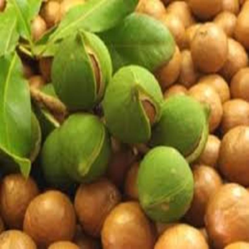 Cây giống Mắc Ka. Cây giống chuẩn F1 năng suất cao