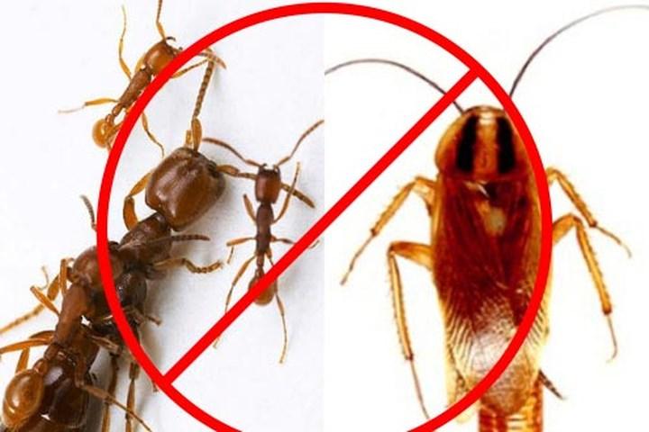 Bộ 4 gói thuốc diệt kiến, gián dạng bột-Ankill
