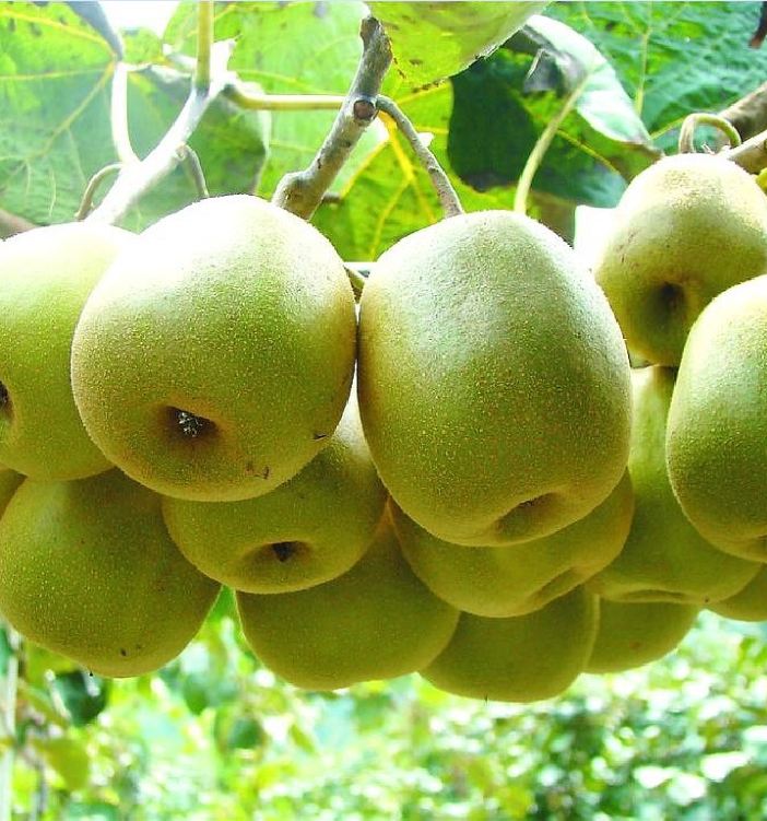 Hạt Giống Cây Ăn Trái Kiwi - gói 30 hạt