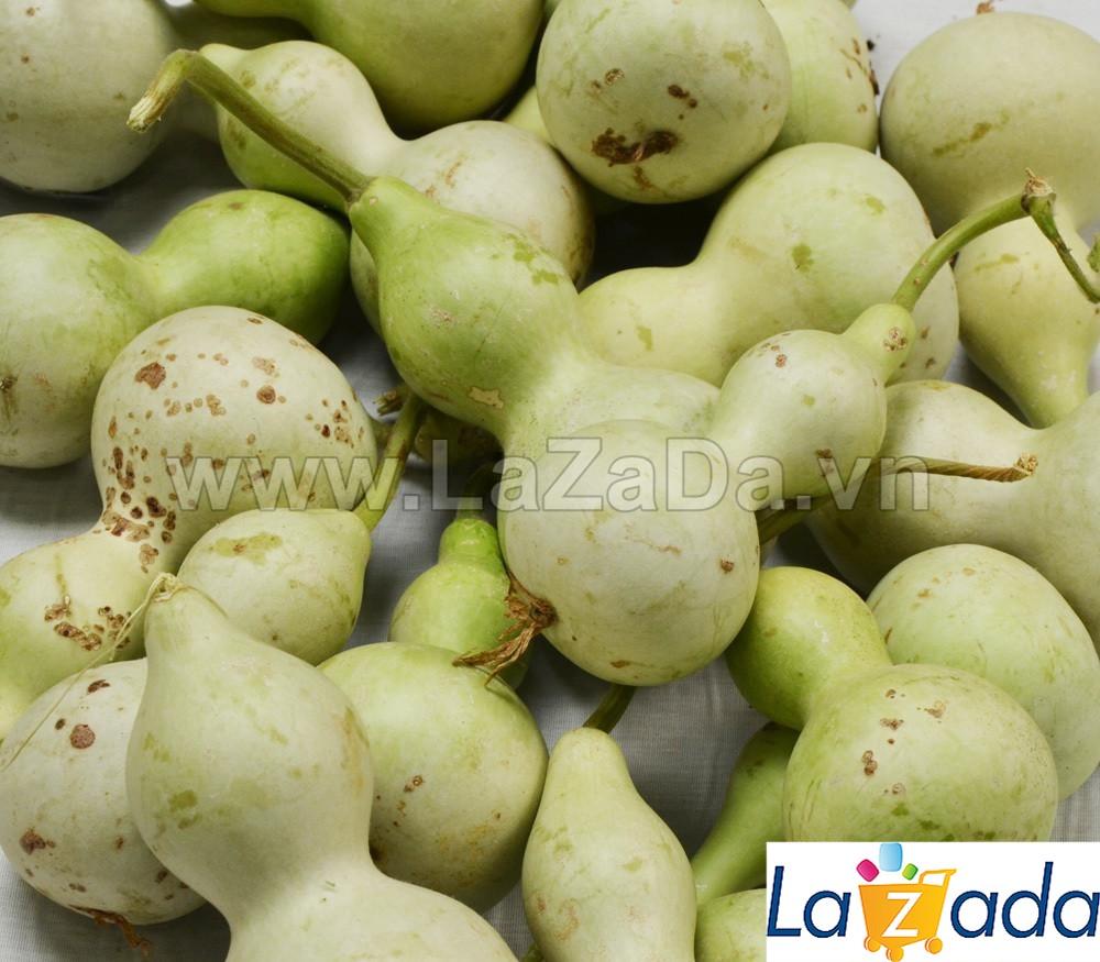 4h Hạt Giống Bầu Hồ Lô Mini Siêu Kute (A1.303| C38*W44*M165)