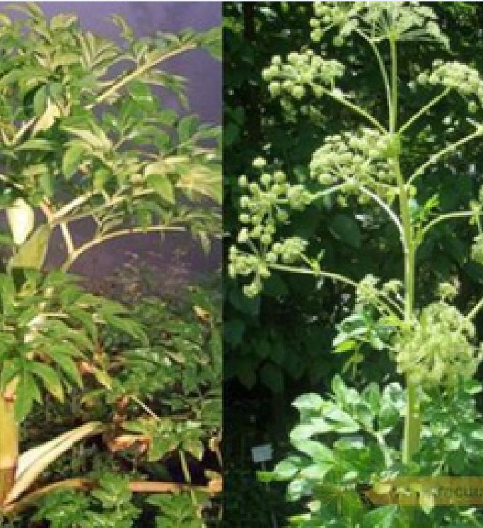 "Gói 50 Hạt " Hạt giống Bạch chỉ - cây dược liệu