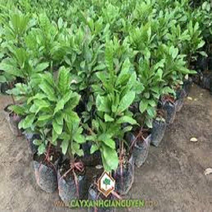 CÂY GIỐNG CÂY THẦN KỲ QUẢ ĐỎ