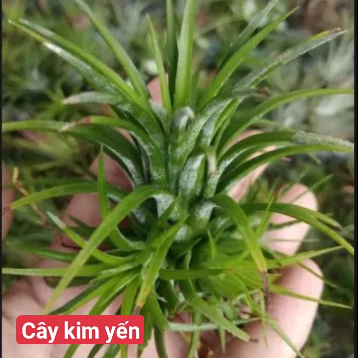 cây không khí thạch thảo lớn (màu đỏ size nhỏ)