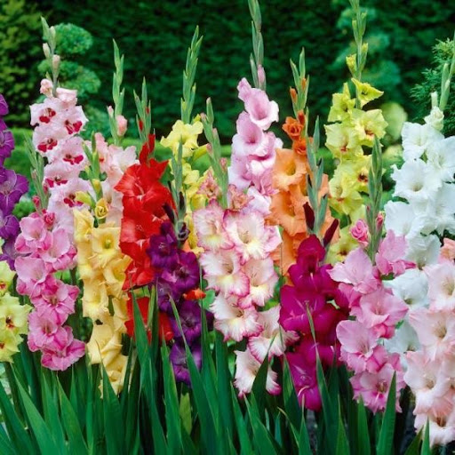 CỦ hoa layơn 5 củ (5 màu ngẫu nhiên tùy đợt) len hoa nhanh dễ chăm