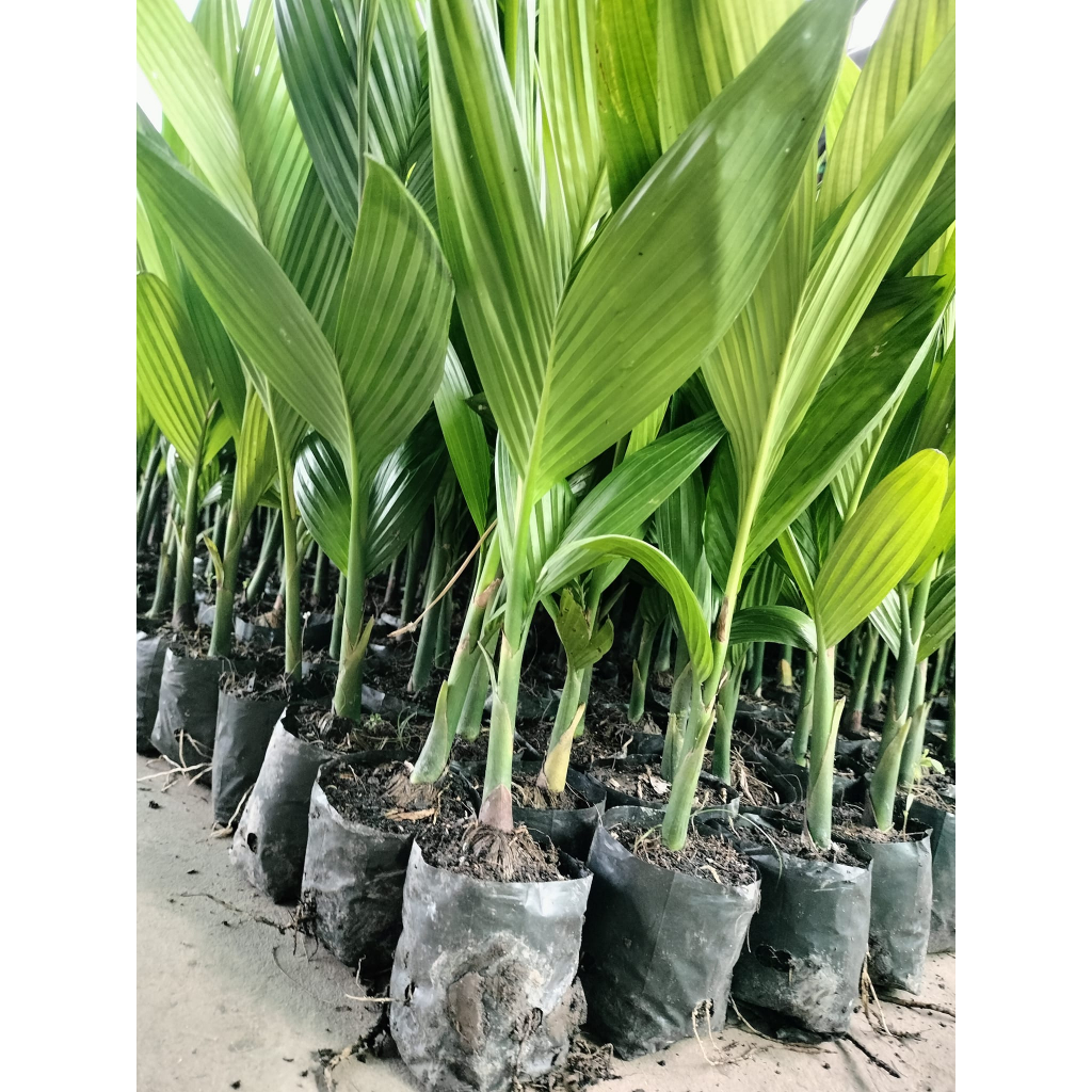Cây giống cau vua (Cây đẹp được kiểm tra cây)