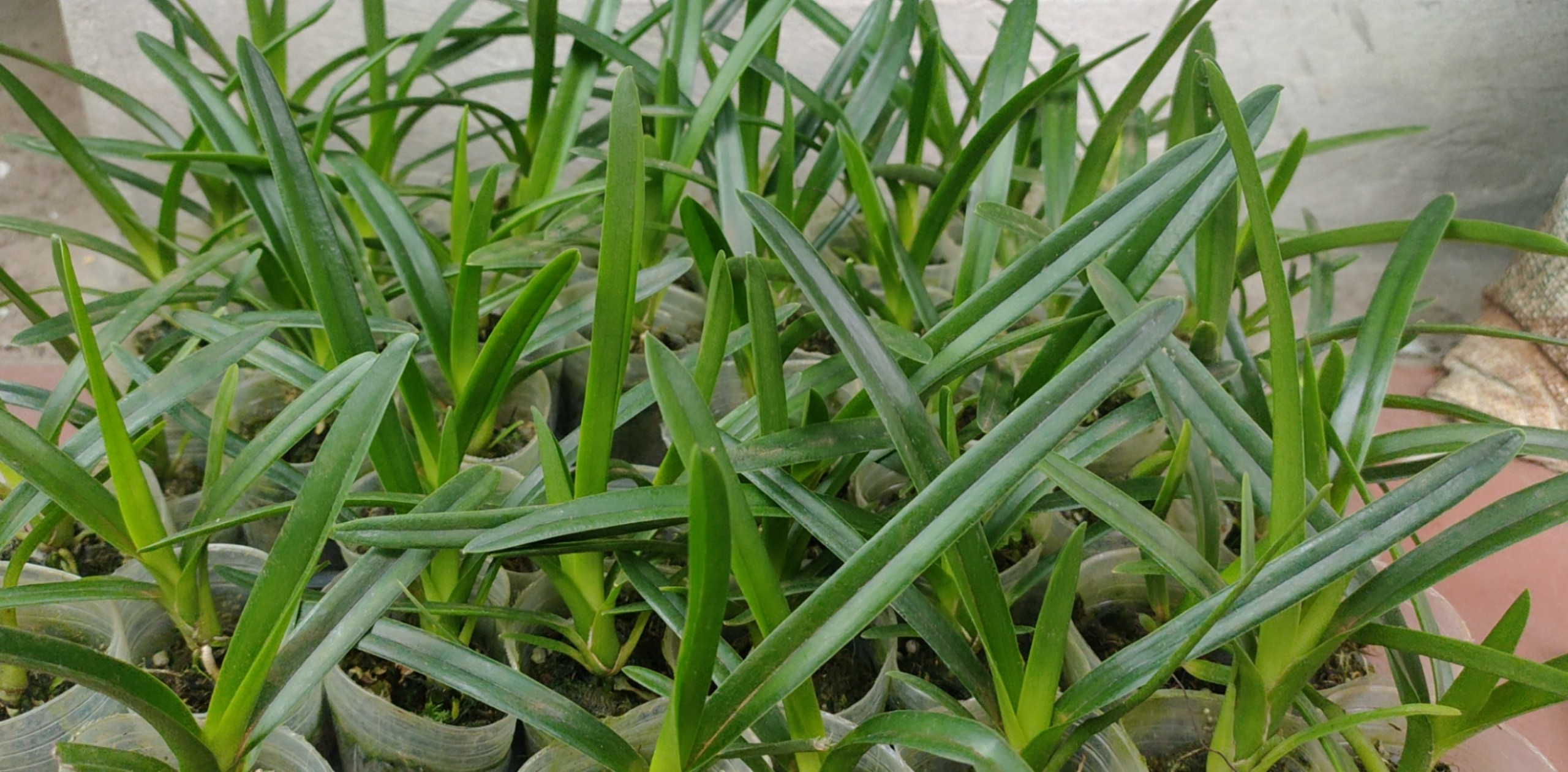 Lan kiếm hoàng long cây giống 7 tháng