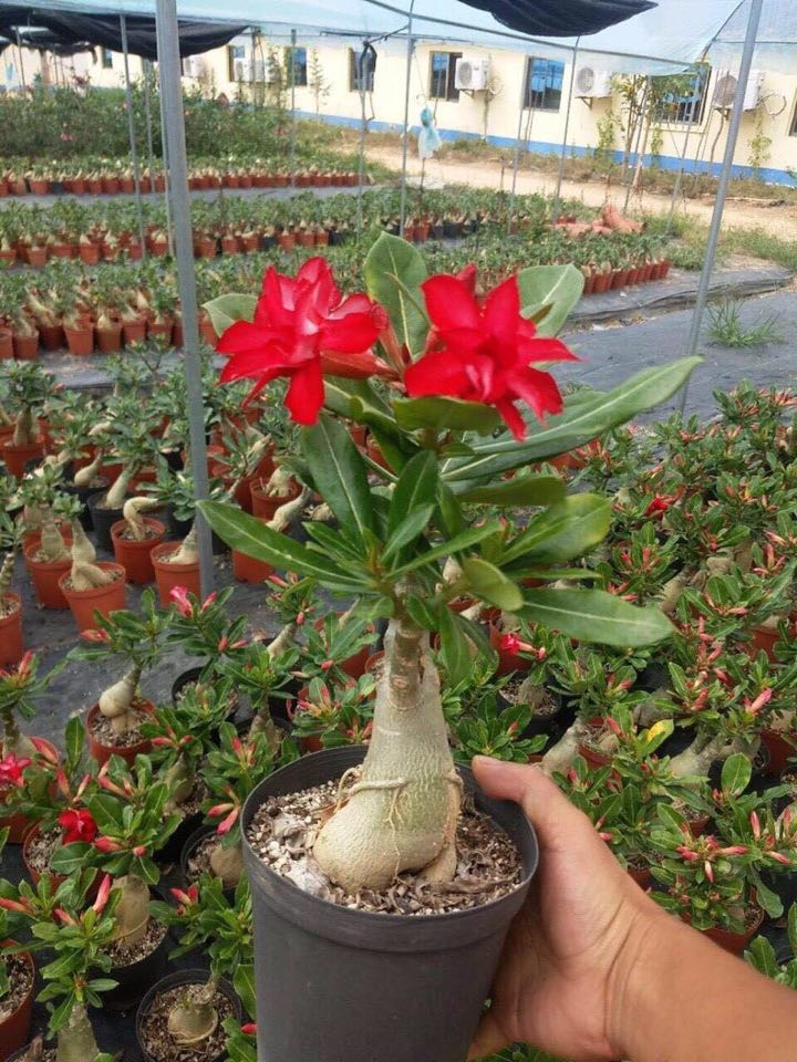 Combo 5 cây sứ giống cao 25 - 30cm