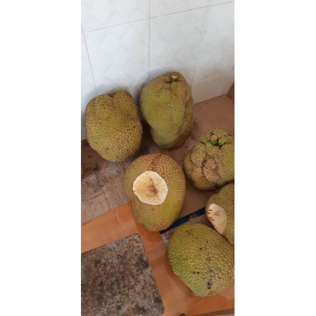 Mít không hạt cam kết chất lượng (tặng 2 cây quế giống)