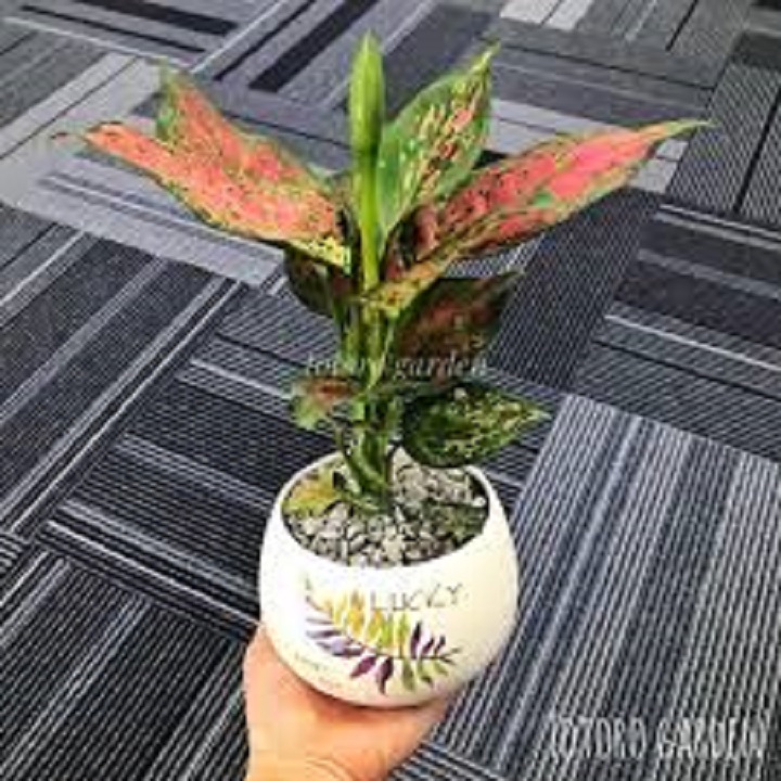 Cây như ý ( cây vạn lộc, cây thịnh vượng)- cây phong thủy, cây để bàn