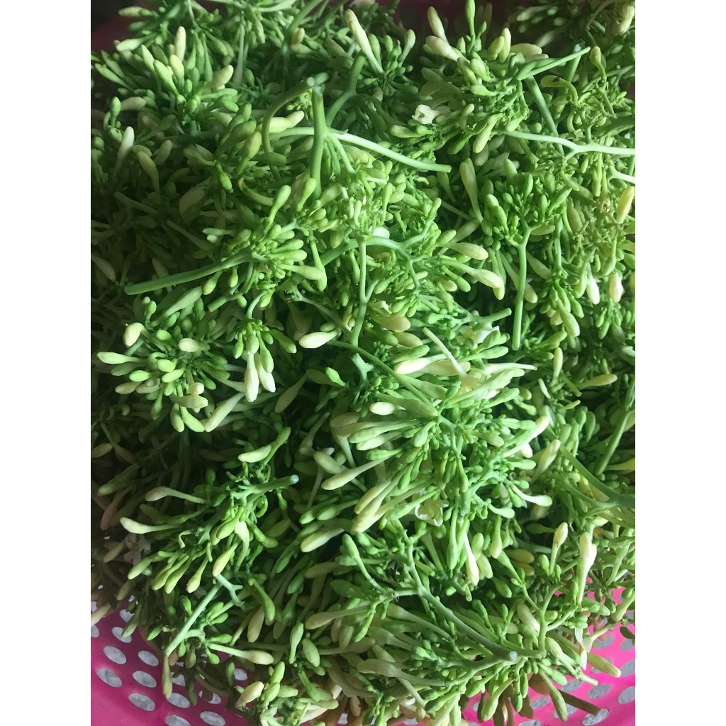 Hạt giống cây đu đủ đực siêu bông-gói 10 hạt
