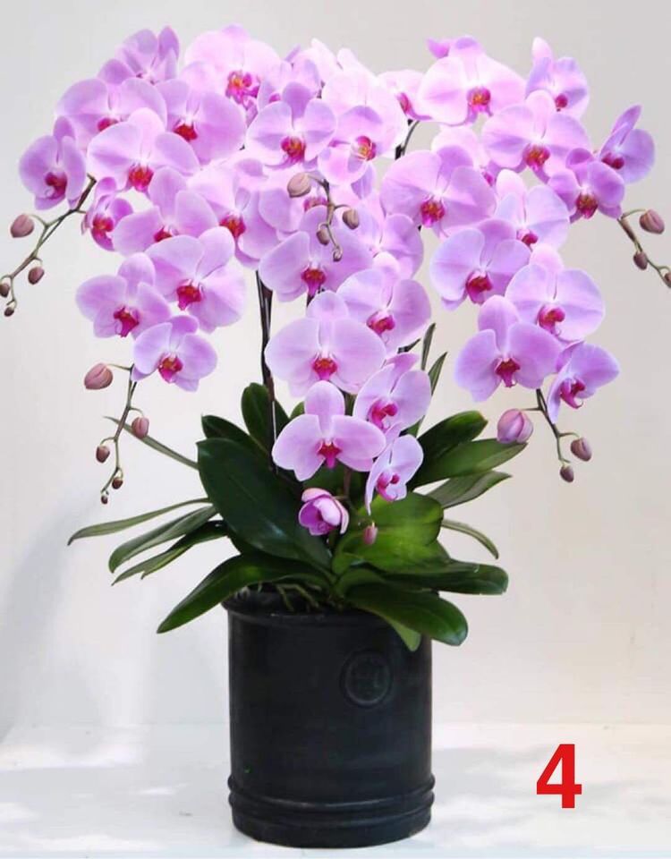 hồ điệp đại