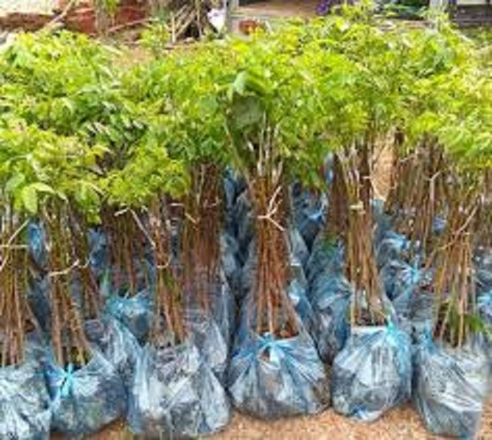 cây giống trám đen siêu quả