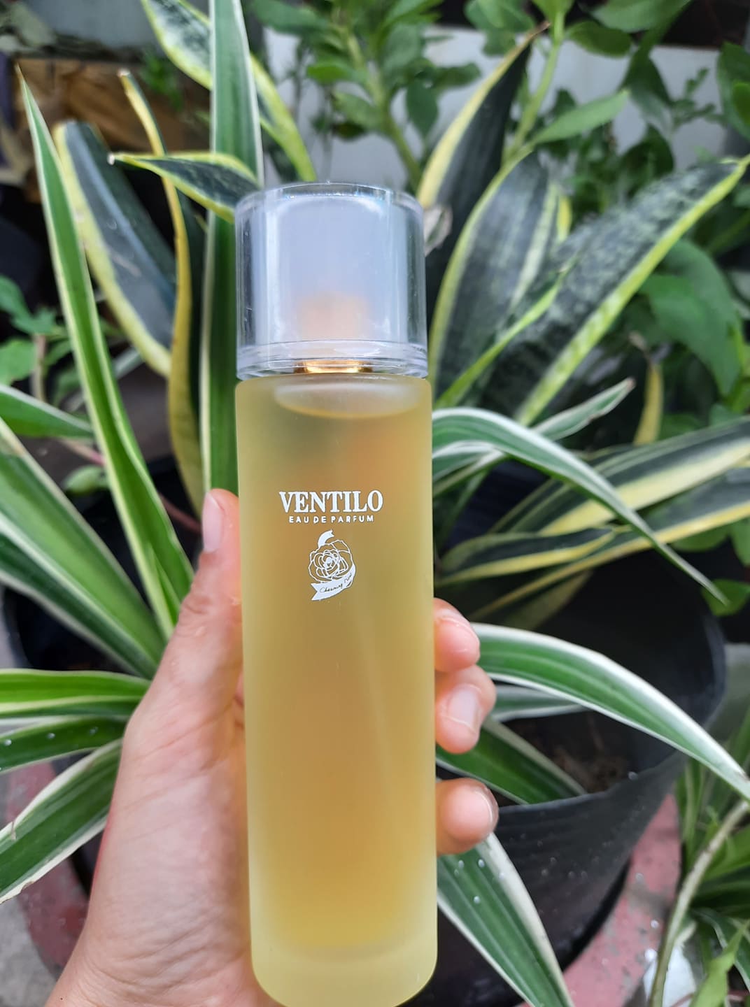 [HCM][NHẬN QUÀ - 1 THỎI SON NHA ĐAM] Nước hoa Ventilo Charming Rose Hương Hoa Hồng 100ML