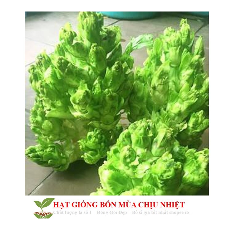 Hạt giống rau cải mầm đá đặc sản tây bắc - 20 hạt