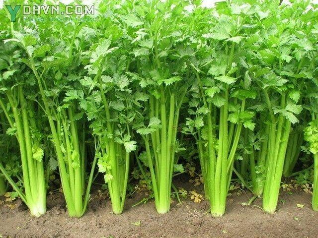 1 kg phân bón NPK 13-13-13 + TE