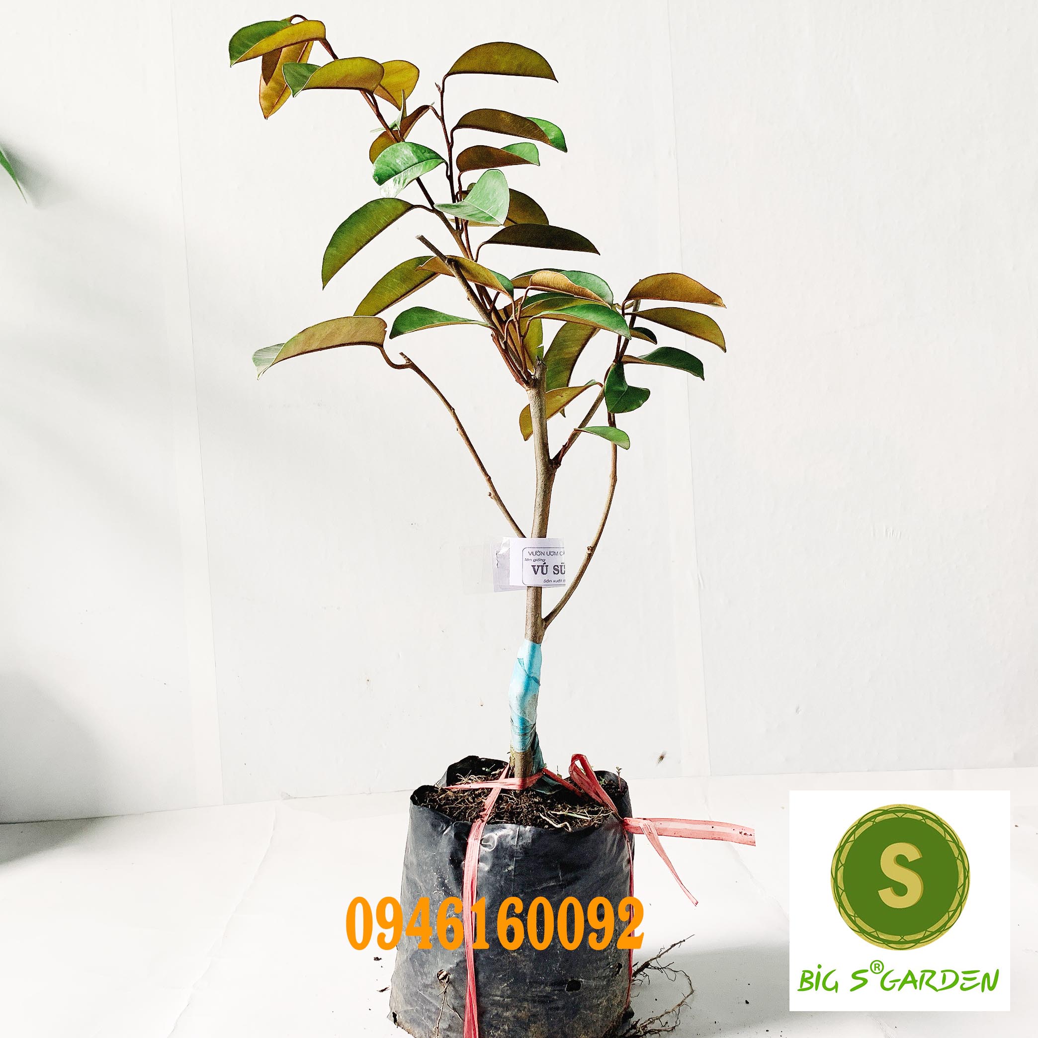 Cây Giống Vú sữa - Đủ Loại