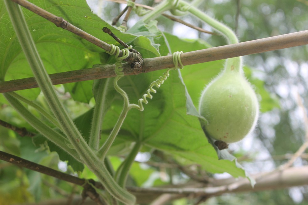 Hạt Giống Bầu Tròn