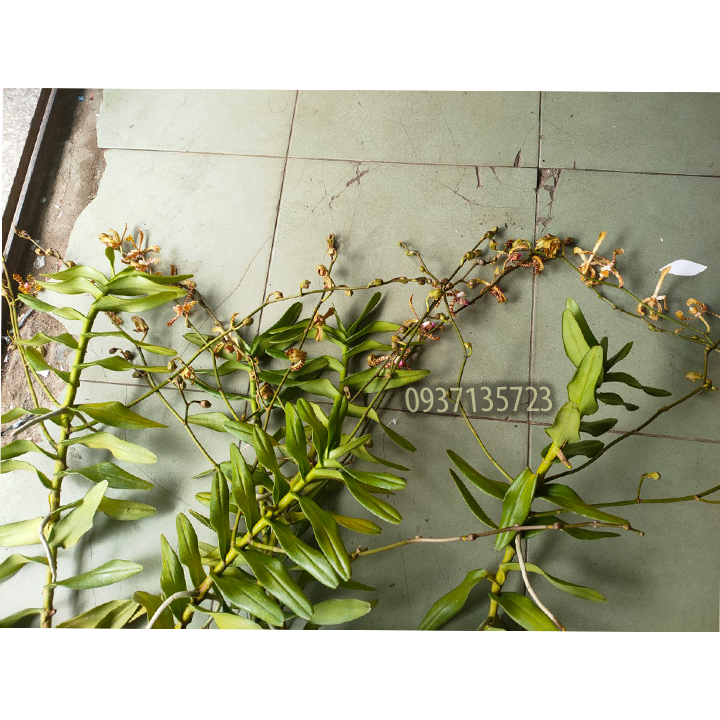 [HCM]hoa lan bò cạp rằn -có 2 vòi hoa