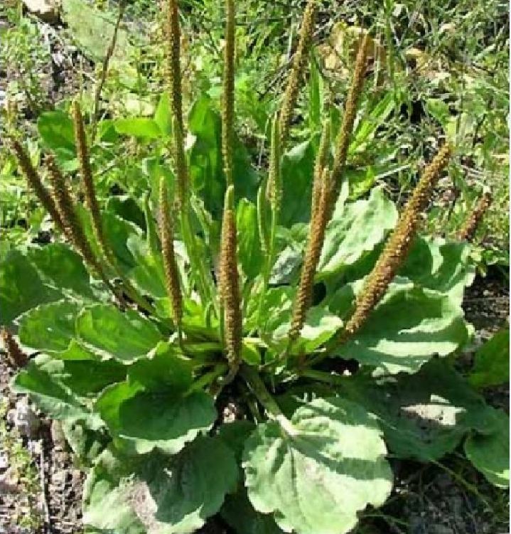 Combo of 3 Packs of Ma Di Seeds (Ma Di Xa Money Tree Seeds)