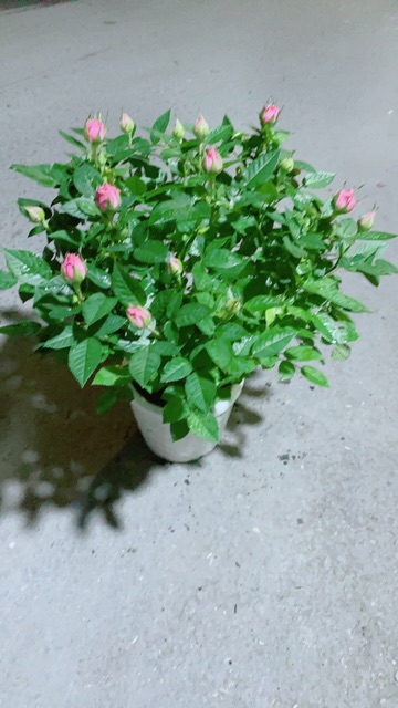Chậu Hoa Hồng Màu Hồng