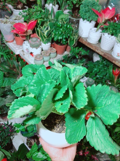 Chậu Cây Dâu Tây