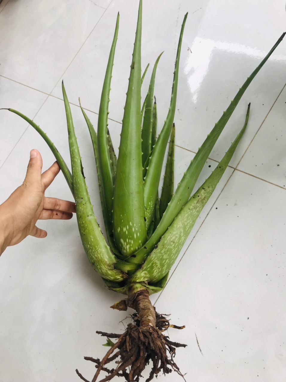Cây Nha Đam 800gr - 1kg