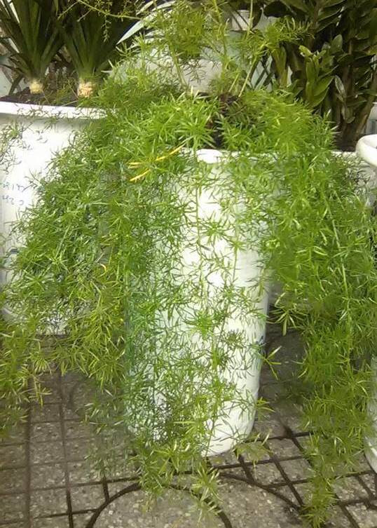 [Cây phong thủy] Thiên Môn Đông - CayGiongTot