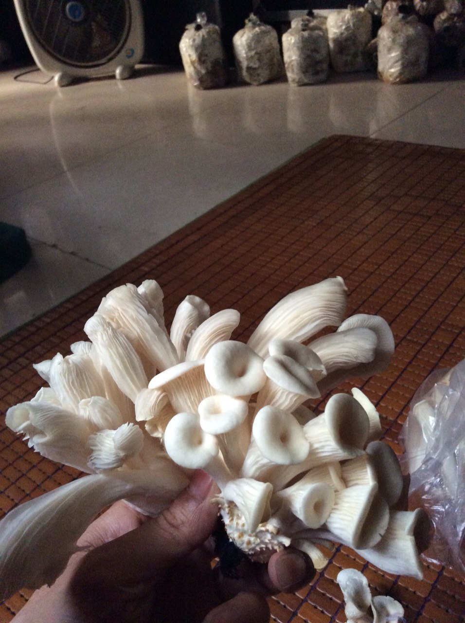 combo 10 phôi nấm bào ngư