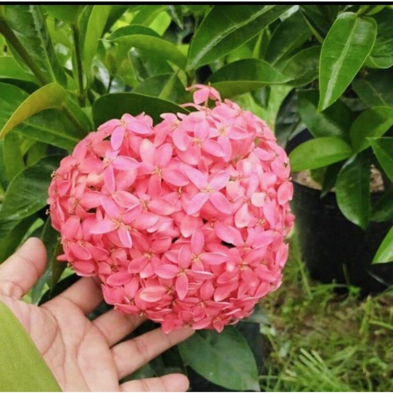 Cây giống bông trang Mỹ hồng - chậu lớn